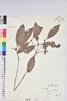 西施花、青紫木藏品圖，第1張