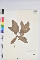 西施花、青紫木藏品圖，第1張