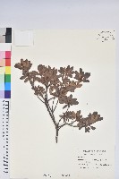 夏鵑藏品圖，第1張