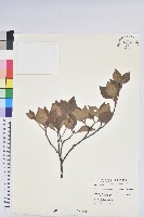 守城滿山紅、馬禮士杜鵑藏品圖，第1張