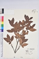 白花杜鵑藏品圖，第1張