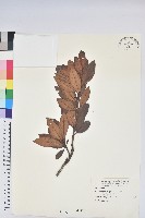 豔紫杜鵑藏品圖，第1張