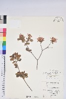 南澳杜鵑藏品圖，第1張