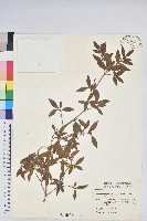 臺灣高山杜鵑藏品圖，第1張