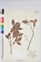 米飯花藏品圖，第1張