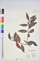 珍珠花、長尾葉越橘藏品圖，第1張