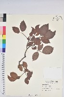 茄苳、重陽木藏品圖，第1張