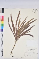 細葉變葉木藏品圖，第1張