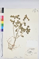 白苞猩猩草藏品圖，第1張