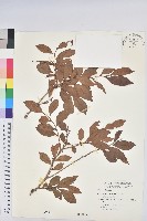 細葉饅頭果藏品圖，第1張