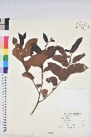 錫蘭饅頭果，香港饅頭果，大葉饅頭果，香港算盤子藏品圖，第1張