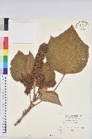 野桐藏品圖，第1張