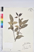 圓果青剛櫟藏品圖，第1張