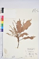 短尾柯、油葉杜、嶺南柯藏品圖，第1張