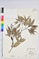 長尾栲、長尾柯、長尾尖葉櫧藏品圖，第1張