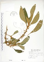 同蕊草、異色線柱苣苔藏品圖，第1張