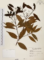 山肉桂、台灣肉桂藏品圖，第1張