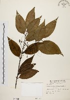 土肉桂藏品圖，第1張