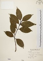 土肉桂藏品圖，第1張