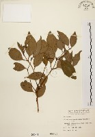 土肉桂藏品圖，第1張