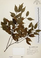 土肉桂藏品圖，第1張