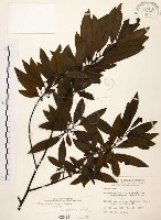 山胡椒藏品圖，第1張