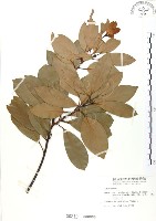 豬腳楠藏品圖，第1張