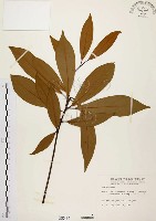 香楠藏品圖，第1張