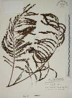 鳳凰木藏品圖，第1張