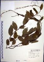 大葉山螞蝗藏品圖，第1張