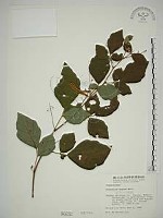 波葉山螞蝗藏品圖，第1張