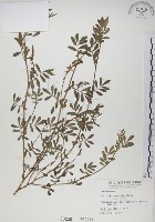 穗花木藍藏品圖，第1張