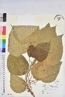 鋪地蝙蝠草藏品圖，第1張