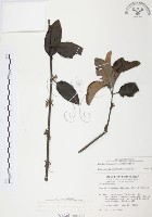 杜鵑桑寄生藏品圖，第1張