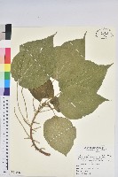 風鈴花藏品圖，第1張