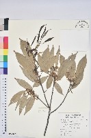 梵天花藏品圖，第1張