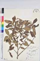 糙葉耳藥花藏品圖，第1張