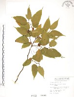 小構樹藏品圖，第1張