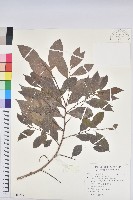 闊葉榕、高山榕藏品圖，第1張