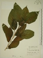 牛乳榕藏品圖，第1張