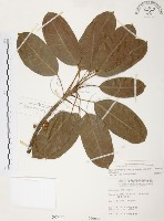 雀榕藏品圖，第1張