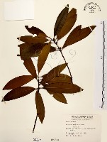 大明橘藏品圖，第1張