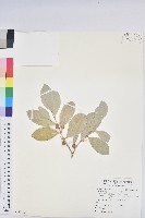 野菰藏品圖，第1張