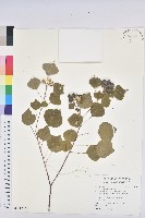 大車前草藏品圖，第1張