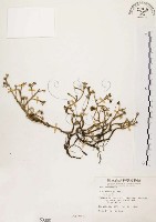 毛馬齒莧藏品圖，第1張