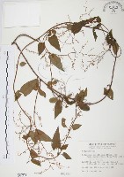 臺灣何首烏藏品圖，第1張