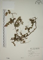 小葉黃鱔藤藏品圖，第1張