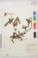 小葉黃鱔藤藏品圖，第2張