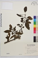 琉球鼠李藏品圖，第1張