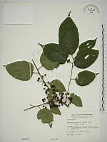 中原氏鼠李藏品圖，第1張